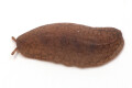 Laevicaulis alte Malaysia juvenil 2cm